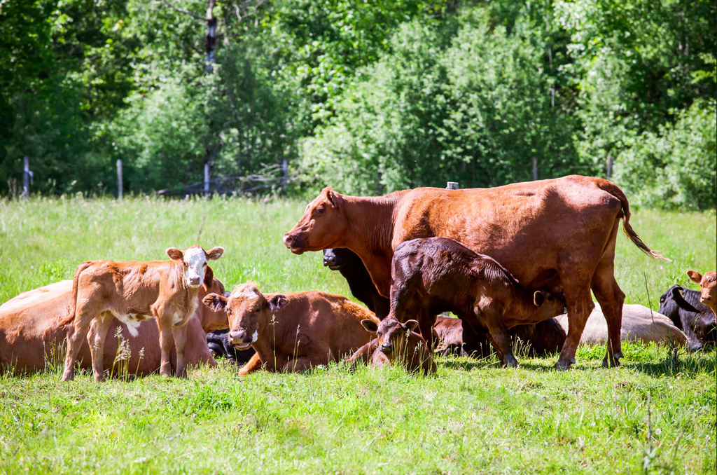 Les Fermes Valens — Huntingdon, Québec