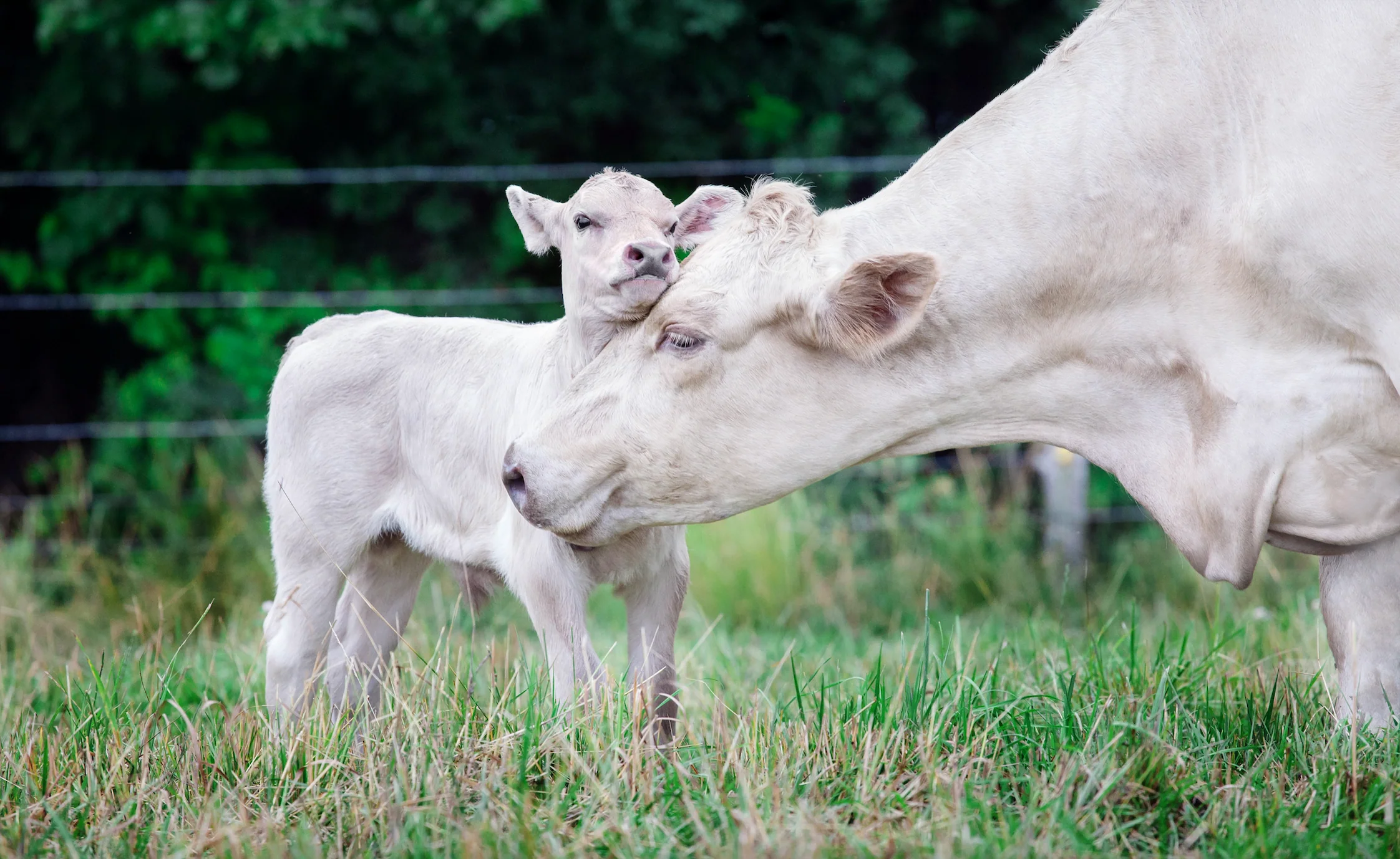 Notre engagement envers le bien-être animal